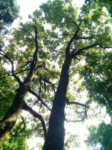 Querce nel parco