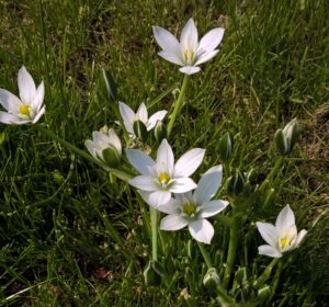 I bei fiori del latte di gallina divergente