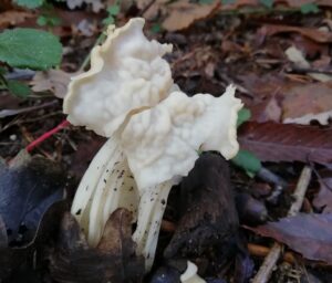 Helvella crispa