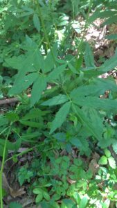 cardamine bulbifera