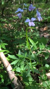 cardamine bulbifera