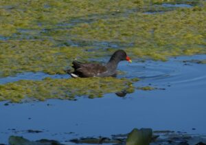 Gallinula chloropus