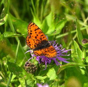 Farfalla con ali arancioni a macchie e linee nere