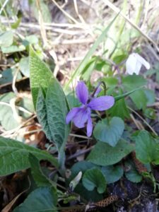 Viola silvestre