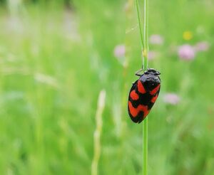 Cicaletta nerorossa