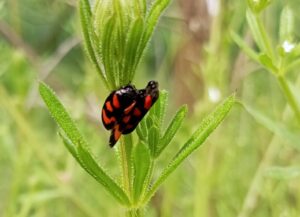 Cicaletta nerorossa