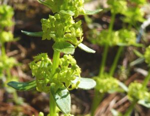 Cruciata glabra