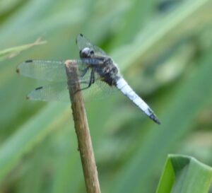 Libellula frontenera