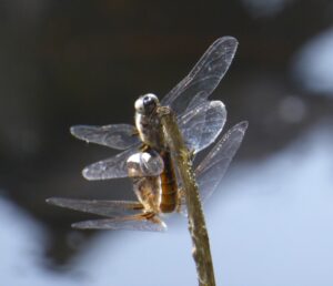 Libellula frontenera