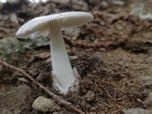 Amanita sezione vaginatae