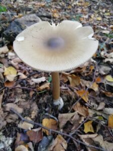 Amanita sezione vaginatae