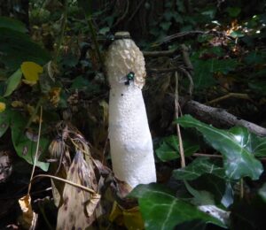 Phallus impudicus