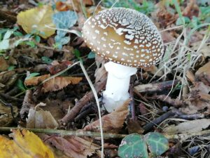 Amanita pantherina