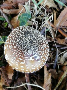 Amanita pantherina