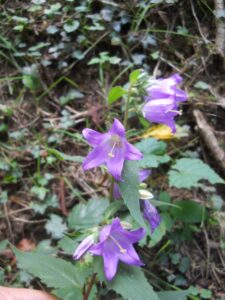 Campanula selvatica