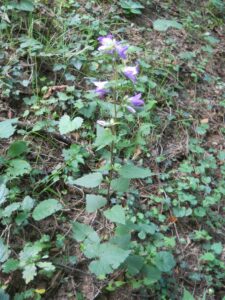 Campanula selvatica