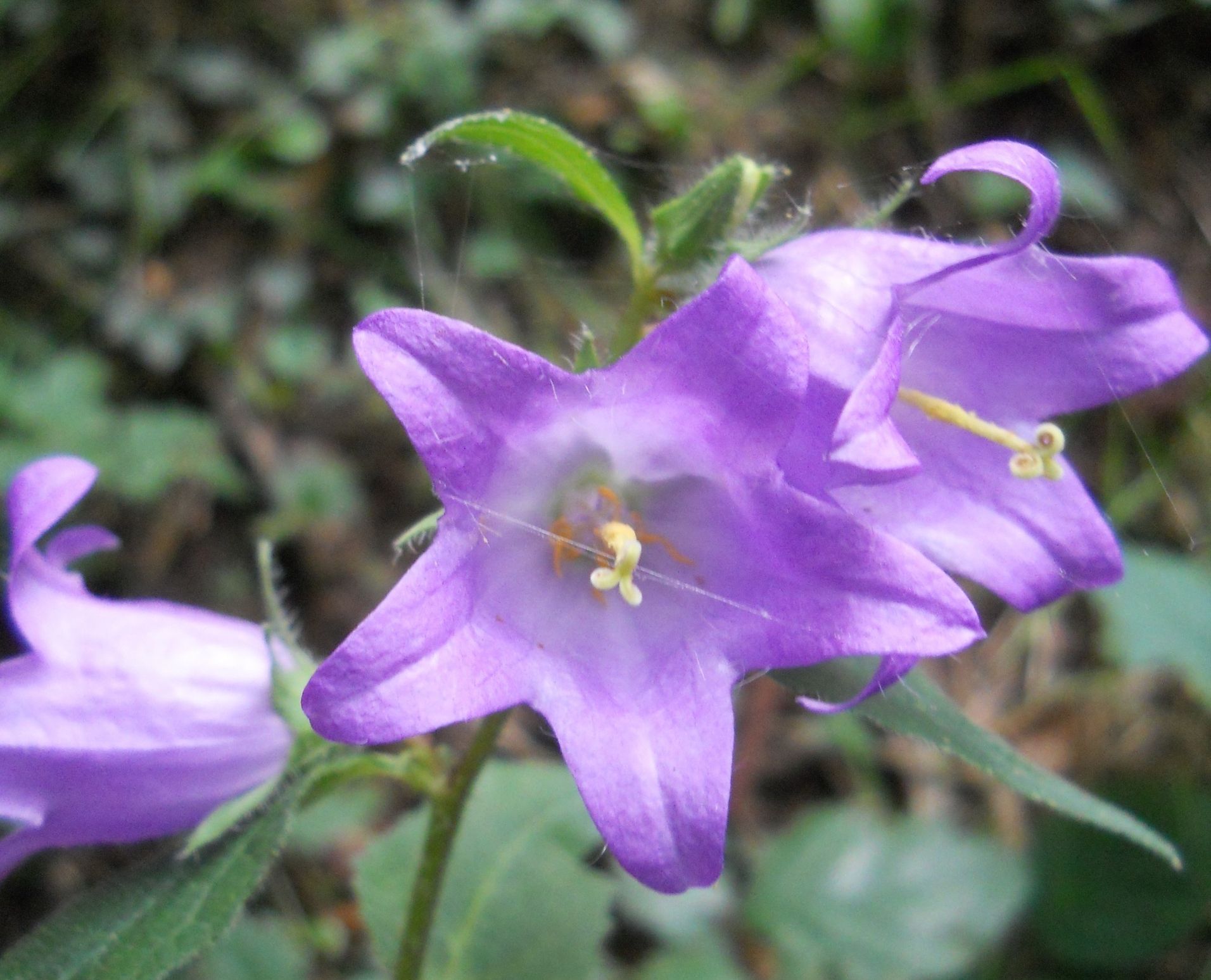 Campanula selvatica