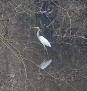 Airone bianco maggiore