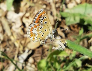 Aricia dei campi