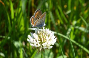 Aricia dei campi